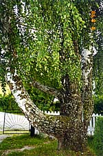 ������ ������ � ���������� ��������