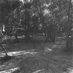 Mississippi Woods (photograph by C.N.Chatterley)